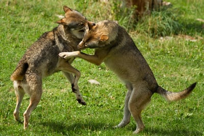 fighting-wolves-600x400